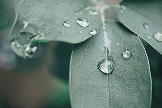 foglia con gocce d'acqua